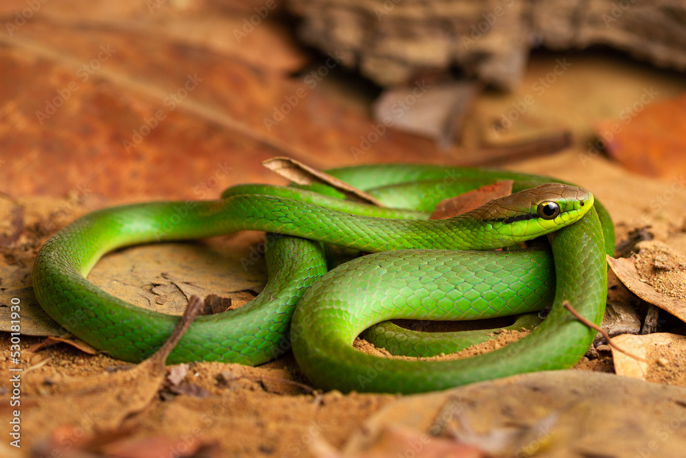Obraz premium green vine snake