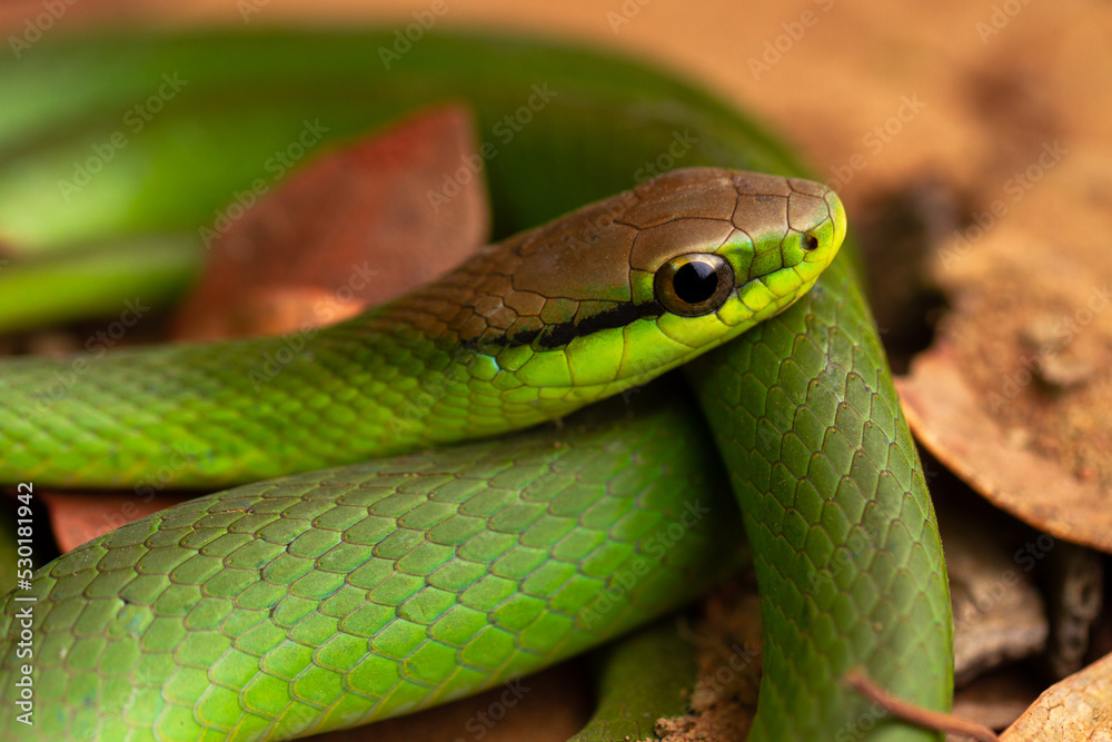 green vine snake green vine snake