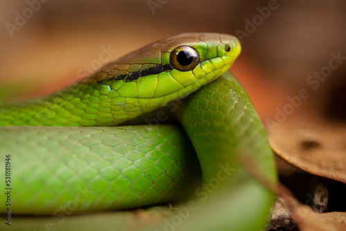 Fototapeta Naklejka Na Ścianę i Meble -  green vine snake