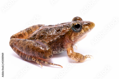 toad frog on white background