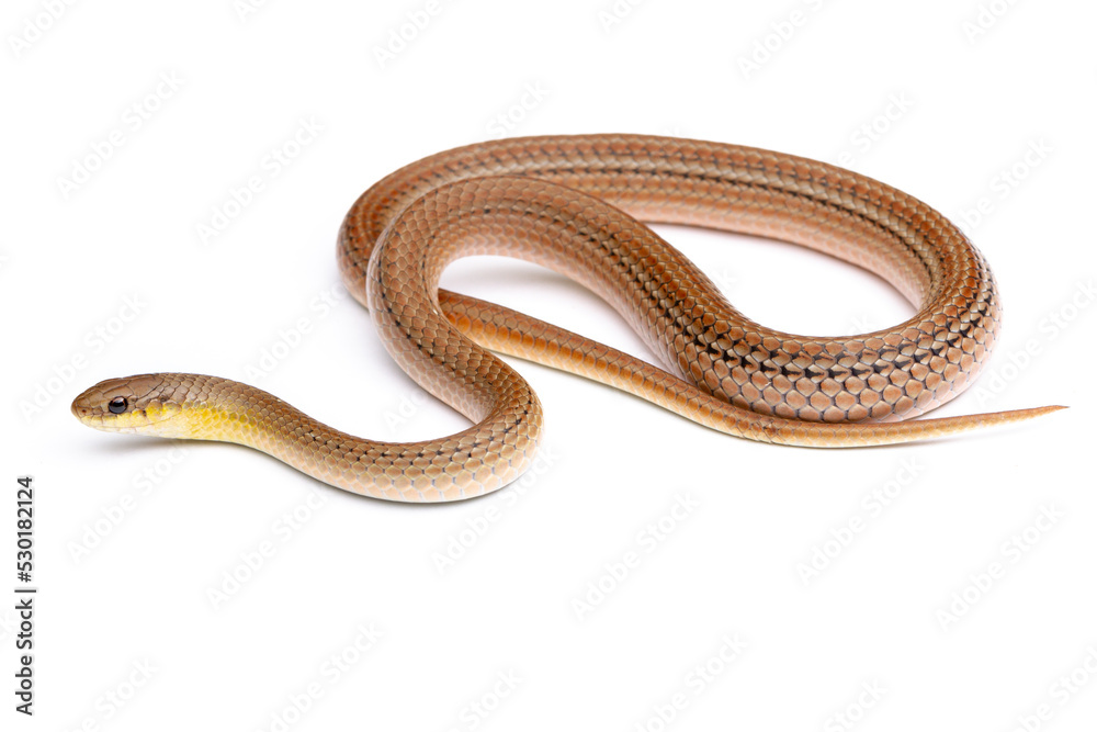 runner snake on white background