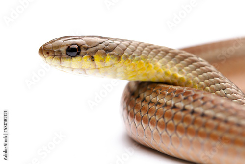 runner snake on white background