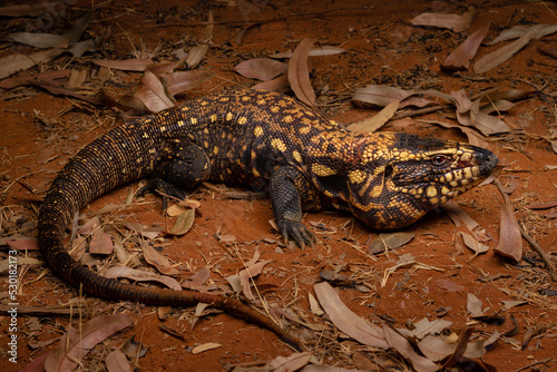 red tegu monitor giant lizard cerrado