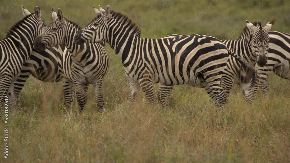 Plains Zebras (Equus Burchelli) Grazing In Grassland Nairobi National Park Kenya Plains Zebras (Equus Burchelli) Grazing In Grassland Nairobi National Park Kenya