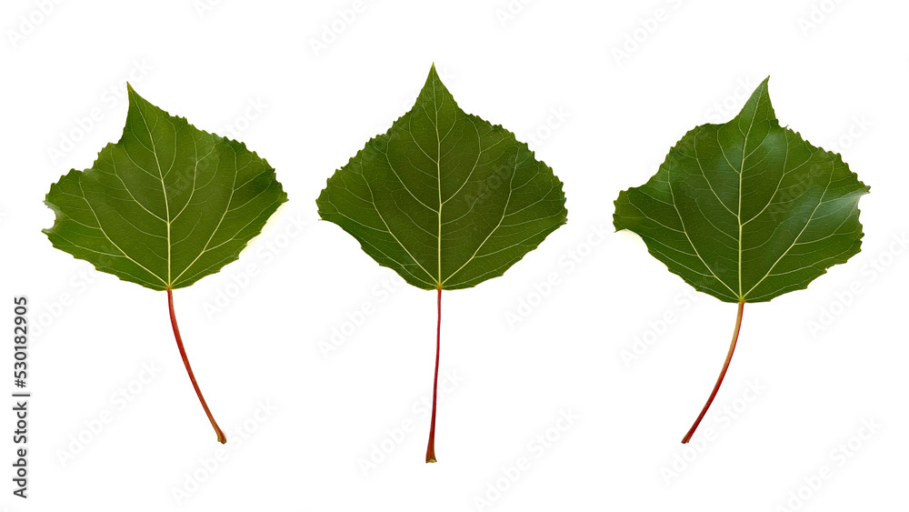 Fototapeta premium Green leaves isolated on white background 