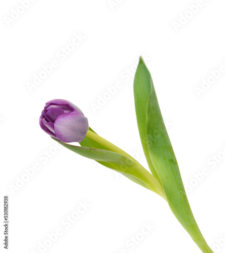 Colorful tulip flowers  isolated on white