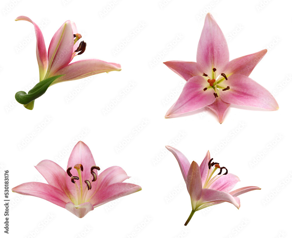 Lily flower isolated on white background Lily flower isolated on white background
