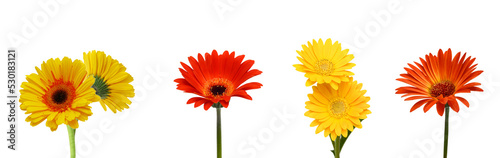 yellow Gerber flowers, daisies isolated on white 
