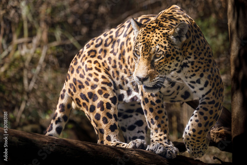 Jaguar Panthera onca majestic feline, hunting in Pantanal, Brazil