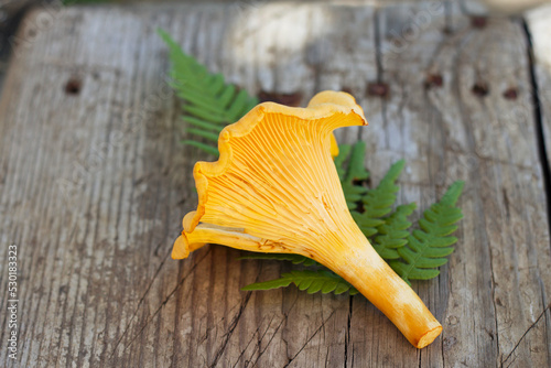 yellow chanterelle mushroom on wooden table with green fern leaf