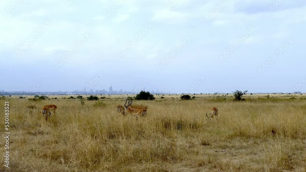 Group Of Impalas Aepyceros Melampus Walking On Fields Nairobi National Park Kenya Group Of Impalas Aepyceros Melampus Walking On Fields Nairobi National Park Kenya
