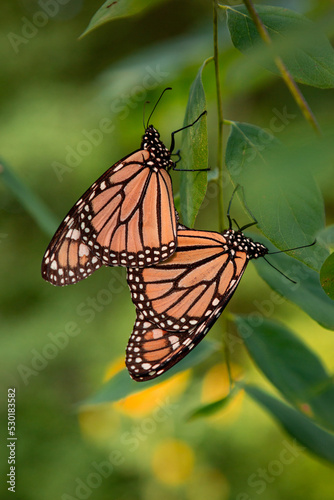 Monarch Butterfly Mating on Kentucky Coffee Tree