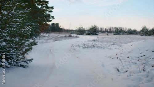 Wallpaper Mural Rural road covered snow at overcast winter weather. Pines growing on roadside Torontodigital.ca