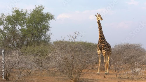 African Wildlife - Giraffe (Giraffa Camelopardalis) Polokwane photo