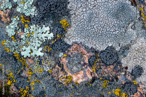 Moss and lichen grow on a stone. Macro. background of Lichen Moss stone. photo