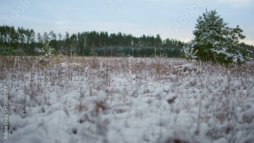 Wallpaper Mural Frozen plants covering snow on forest background. Closeup snow-covered grass. Torontodigital.ca