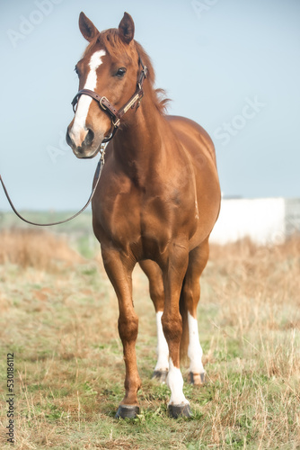 Portrait of a Quarter Horse © CJO Photography