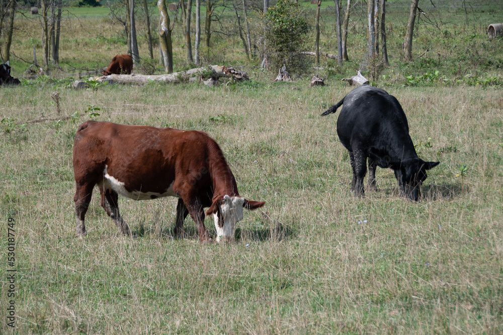 Moo Cow, Moo Moos, Cows, Farm Animals Stock Photo | Adobe Stock