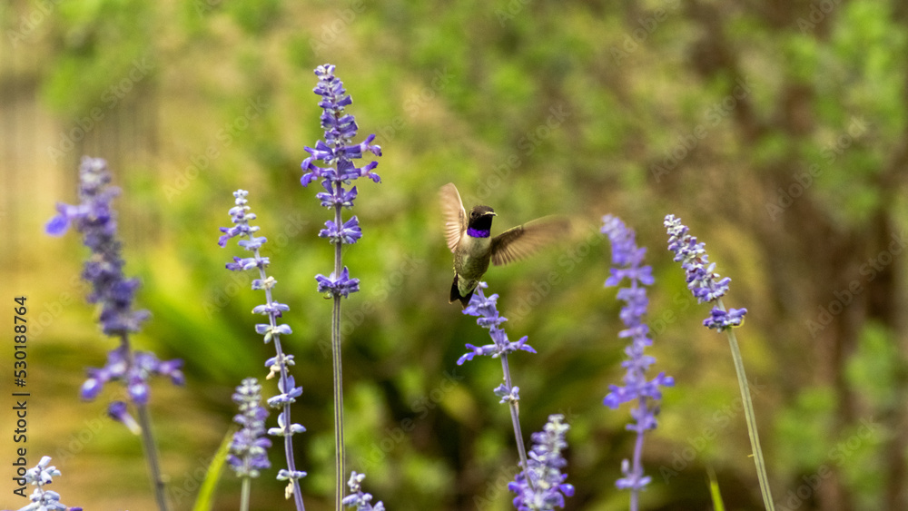 Fototapeta premium hummingbird with Nature Blooms