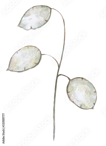 Lunaria flowers. Watercolor illustration