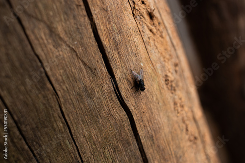 Black fly sitting on a piece of wood