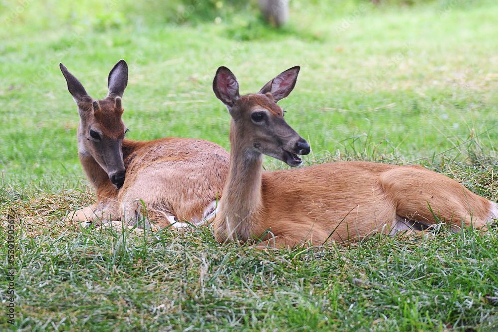 White-tailed deers resting on the grass White-tailed deers resting on the grass