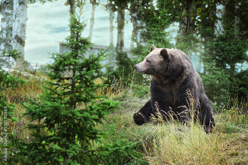 Grizzli Bear sitting on the grass Grizzli Bear sitting on the grass