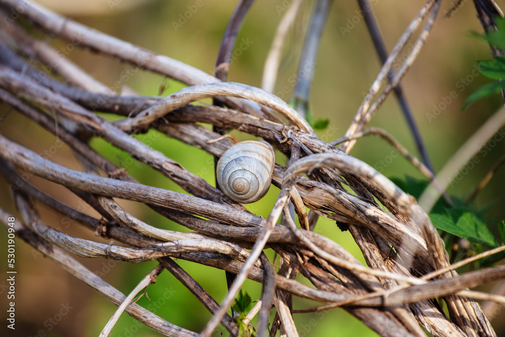 A snail is sitting on a wooden branch against a blurred green background. Cepaea nemoralis sits on the branch in the spring forest A snail is sitting on a wooden branch against a blurred green background. Cepaea nemoralis sits on the branch in the spring forest