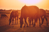 A herd of horses grazes on a pasture in the evening sun. Draft mares with foals graze on a field