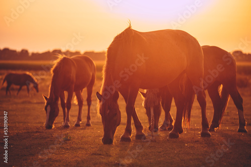 A herd of horses grazes on a pasture in the evening sun. Draft mares with foals graze on a field