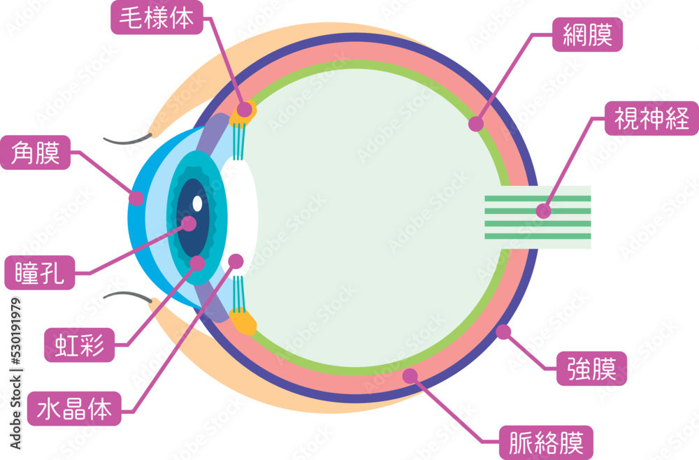 眼の構造図解イラスト Stock-Vektorgrafik | Adobe Stock