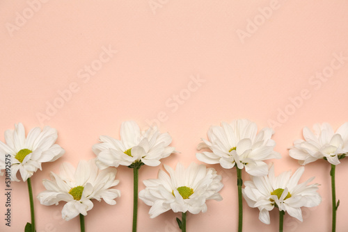 Fototapeta Naklejka Na Ścianę i Meble -  Beautiful daisy flowers on pink background