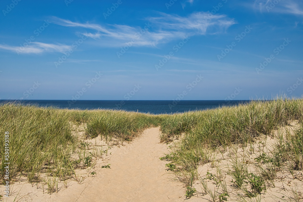 Fototapeta premium A sandy pathway passes through tall grasses an toward the ocean beneath a blue sky with white clouds on a summer day on Cape Cod, MA.