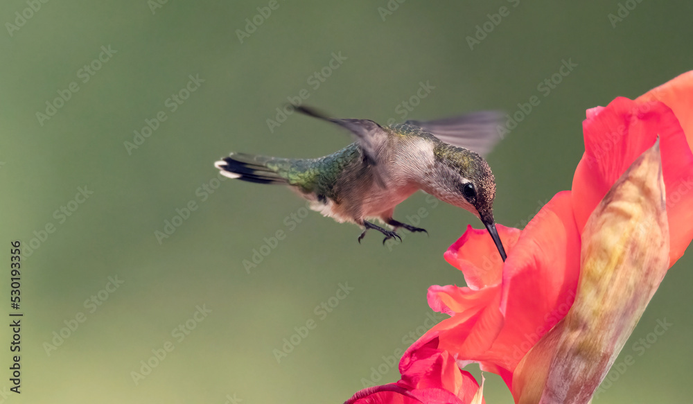 Fototapeta premium Birds Watching