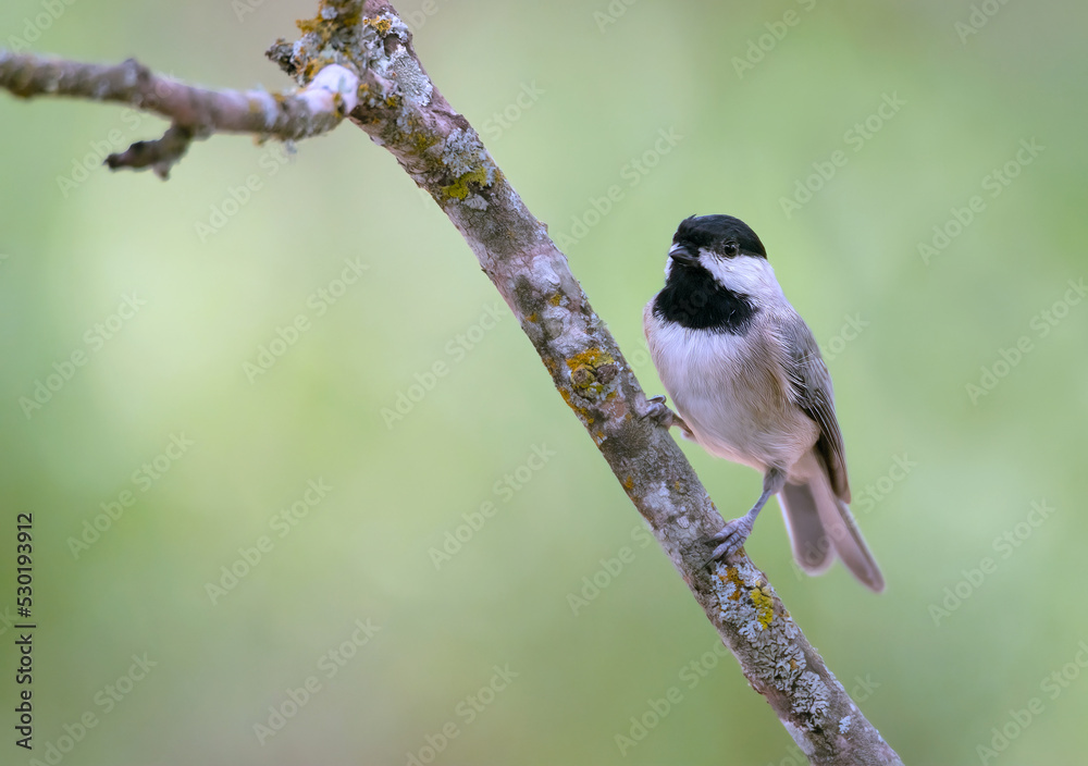 Obraz premium The chickadee's black cap and bib