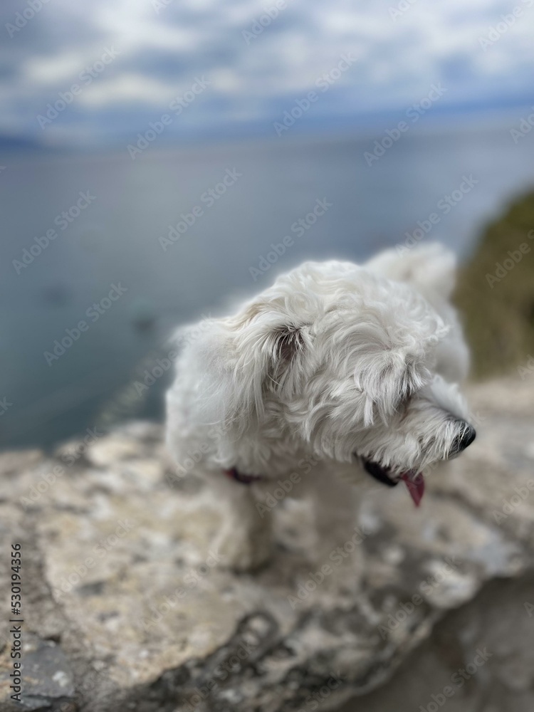 dog on the beach dog on the beach