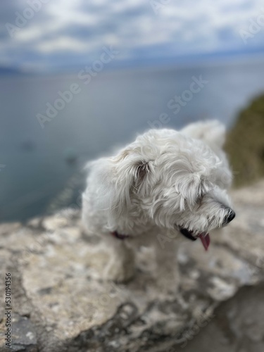 dog on the beach © simona
