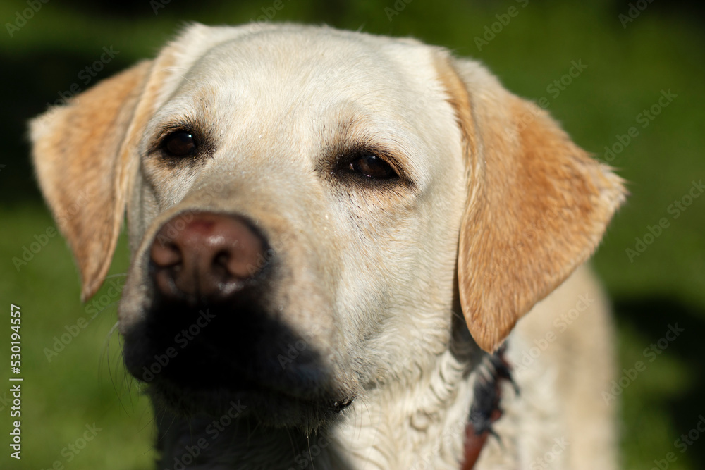 Portrait of Labrador. White Labrador in summer. Dog on walk. Portrait of Labrador. White Labrador in summer. Dog on walk.