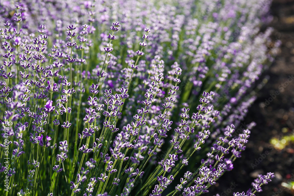 Fototapeta premium Beautiful lavender flowers growing in field, closeup