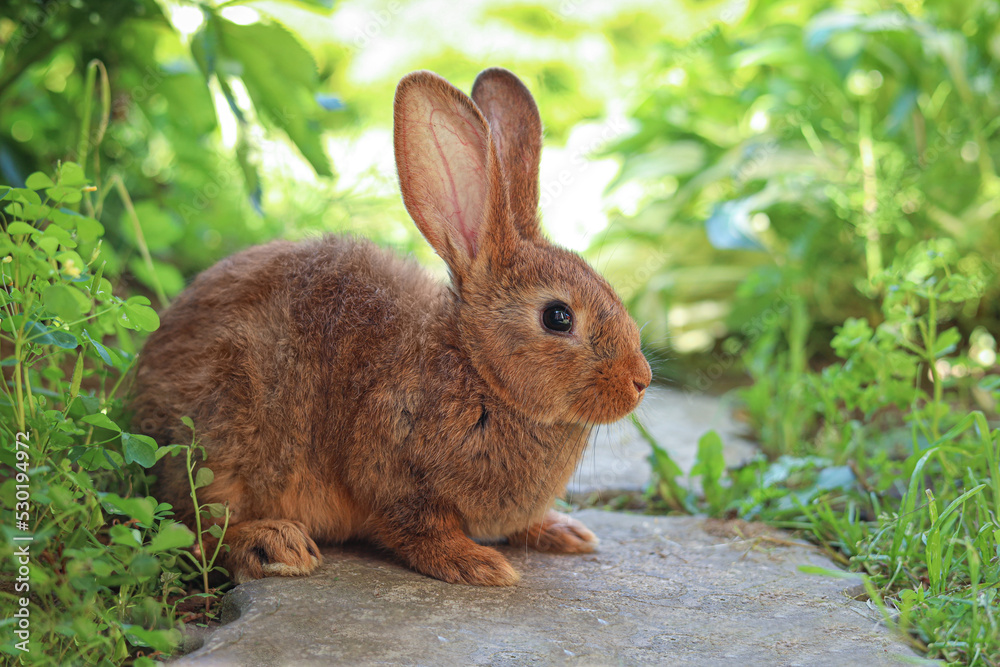 Fototapeta premium Cute fluffy rabbit on paved path in garden