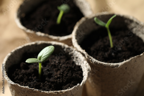 Young seedlings in peat pots, closeup view