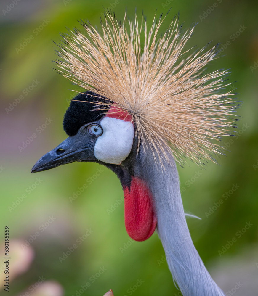 Fototapeta premium grey crowned crane