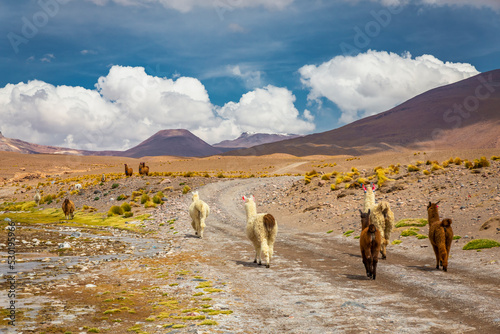 llamas in the wild of Atacama Desert, Andes altiplano, Chile