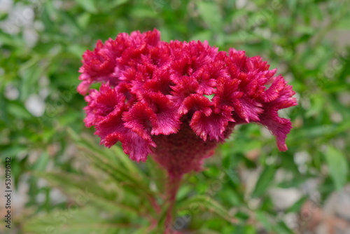 red dahlia flower in spring