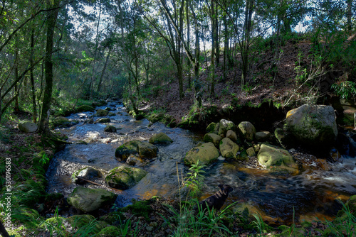 Slow running creek in an Andean rain forest in Colombia.