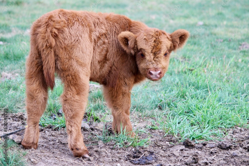 Scottish Highland cattle calf