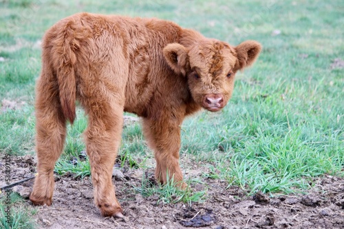 Canvastavla Scottish Highland cattle calf