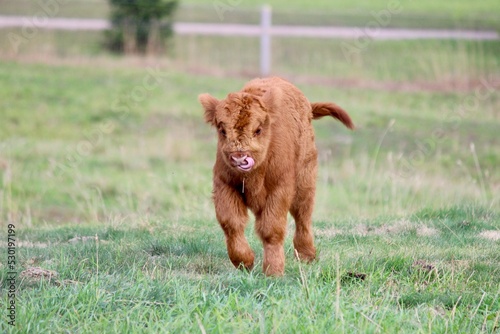 Scottish Highland cattle calf