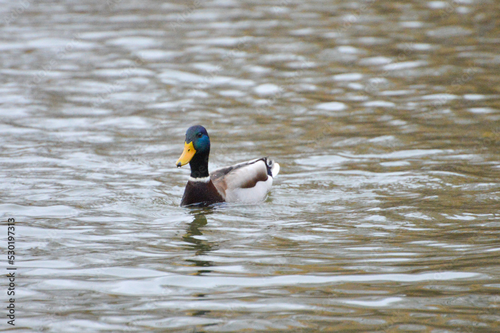 ducks on the lake 2017 ducks on the lake 2017