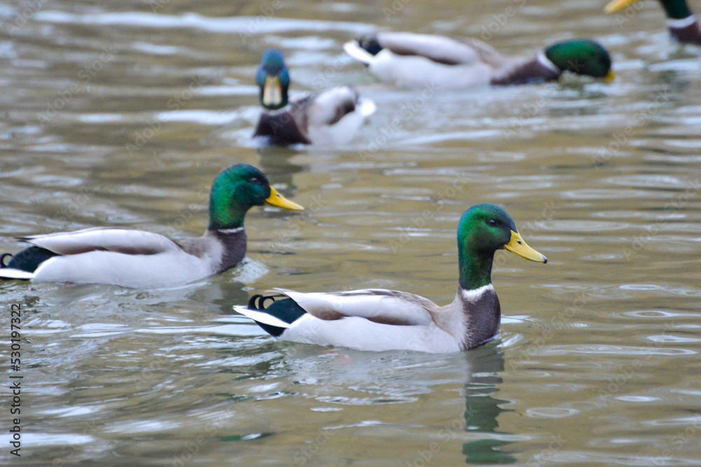 Obraz premium ducks on the lake 2017